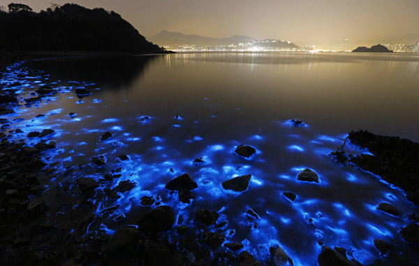 bioluminecsenza